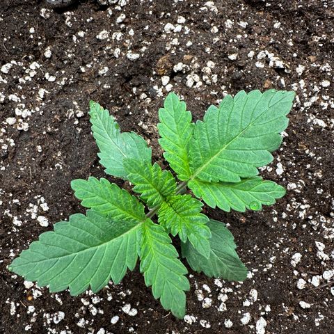 Watermelon Candy Automatic growlog timeline photo