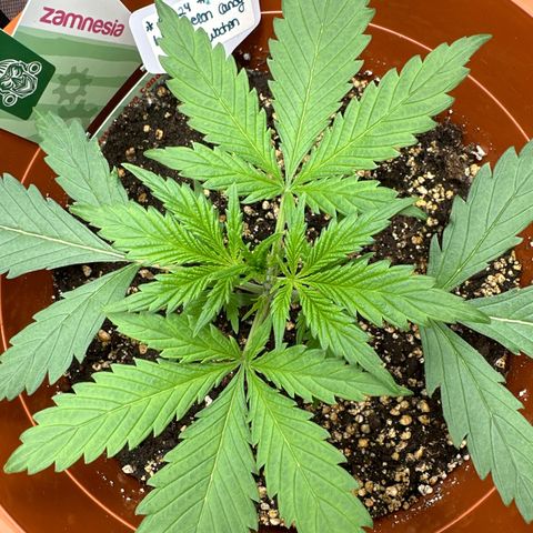 Watermelon Candy Automatic growlog timeline photo