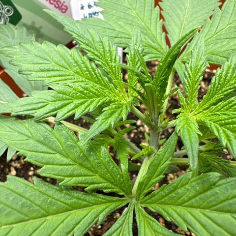 Watermelon Candy Automatic growlog timeline photo