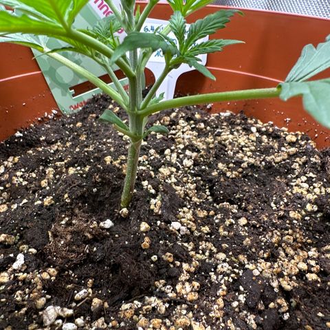 Watermelon Candy Automatic growlog timeline photo