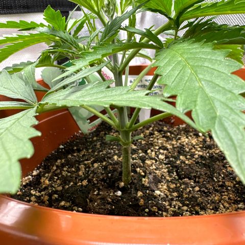 Watermelon Candy Automatic growlog timeline photo