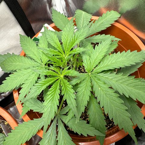 Watermelon Candy Automatic growlog timeline photo