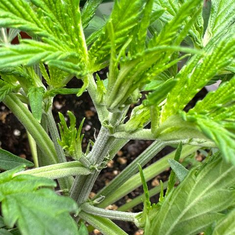 Watermelon Candy Automatic growlog photo: Blüte