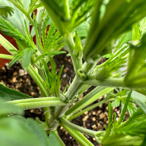 Watermelon Candy Automatic growlog photo: Blüte