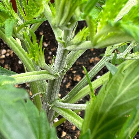 Watermelon Candy Automatic growlog photo: Blüte
