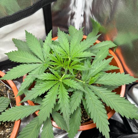 Watermelon Candy Automatic growlog photo: Blüte