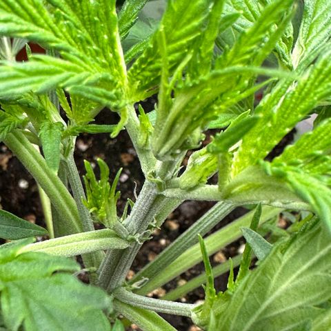 Watermelon Candy Automatic growlog photo: Blüte