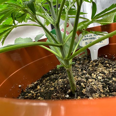 Watermelon Candy Automatic growlog timeline photo