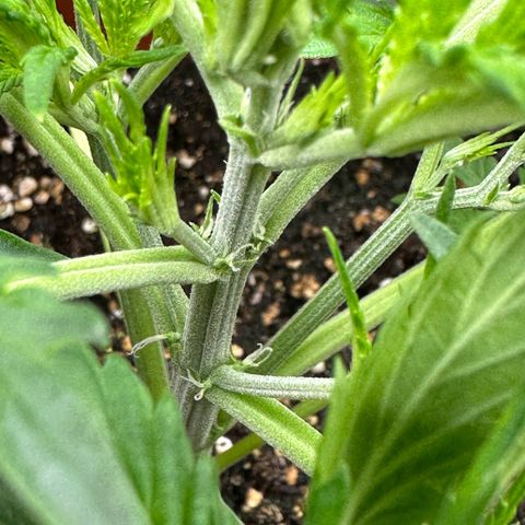 Watermelon Candy Automatic growlog timeline photo
