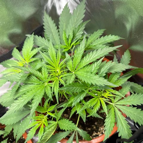 Watermelon Candy Automatic growlog timeline photo