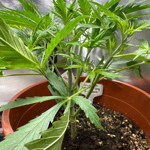 Watermelon Candy Automatic growlog timeline photo