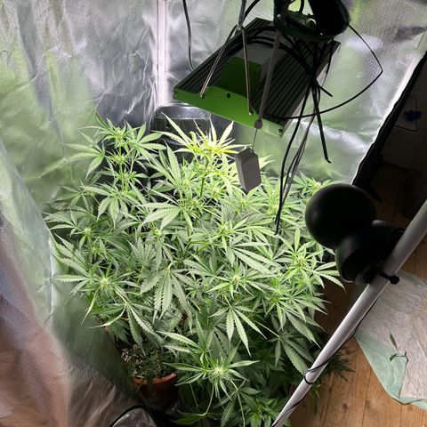 Watermelon Candy Automatic growlog timeline photo