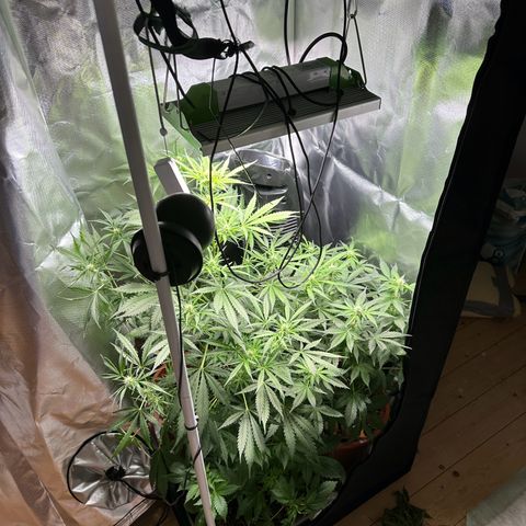 Watermelon Candy Automatic growlog timeline photo