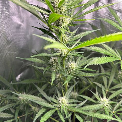 Watermelon Candy Automatic growlog timeline photo