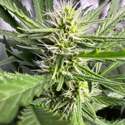 Watermelon Candy Automatic growlog timeline photo