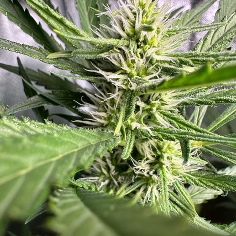 Watermelon Candy Automatic growlog timeline photo