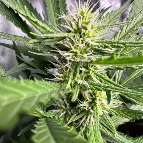 Watermelon Candy Automatic growlog timeline photo