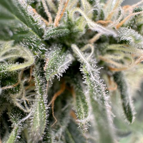 Watermelon Candy Automatic growlog photo: Last Check 