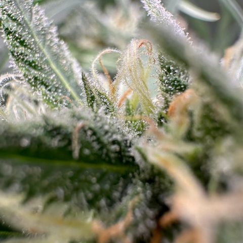 Watermelon Candy Automatic growlog photo: Last Check 