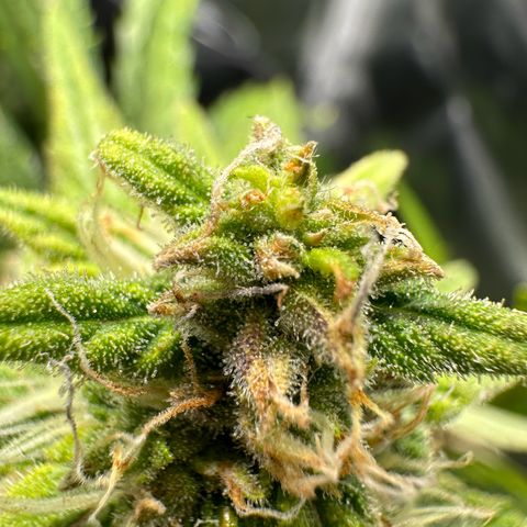 Watermelon Candy Automatic growlog photo: Last Check 