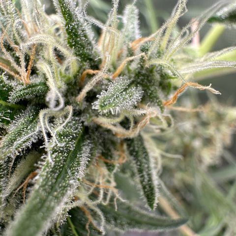 Watermelon Candy Automatic growlog photo: Last Check 