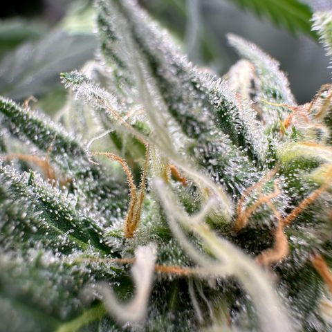 Watermelon Candy Automatic growlog photo: Last Check 