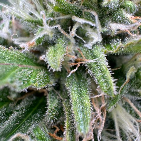 Watermelon Candy Automatic growlog photo: Last Check 