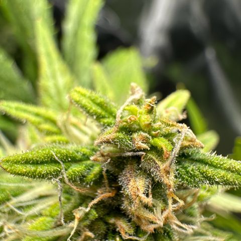 Watermelon Candy Automatic growlog photo: Last Check 