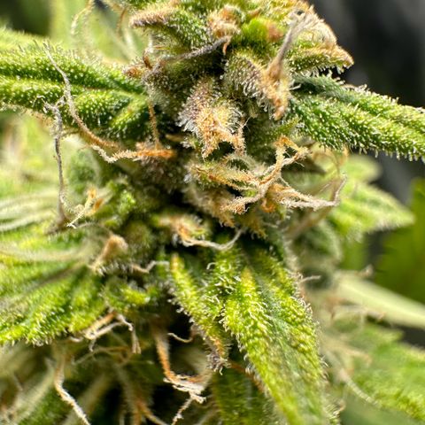 Watermelon Candy Automatic growlog photo: Last Check 