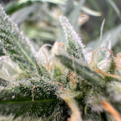 Watermelon Candy Automatic growlog photo: Last Check 