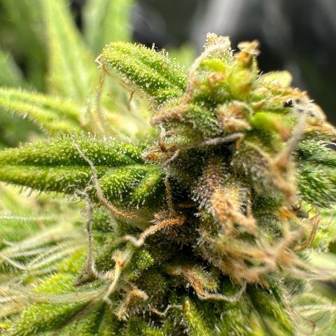 Watermelon Candy Automatic growlog photo: Last Check 