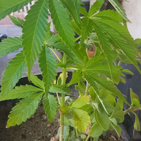 Unknown strain growlog timeline photo