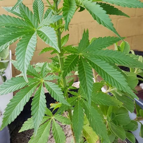 Unknown strain growlog timeline photo