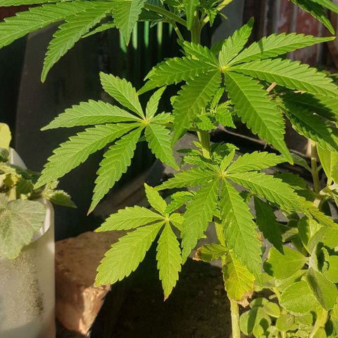 Unknown strain growlog timeline photo