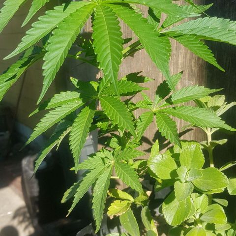 Unknown strain growlog timeline photo