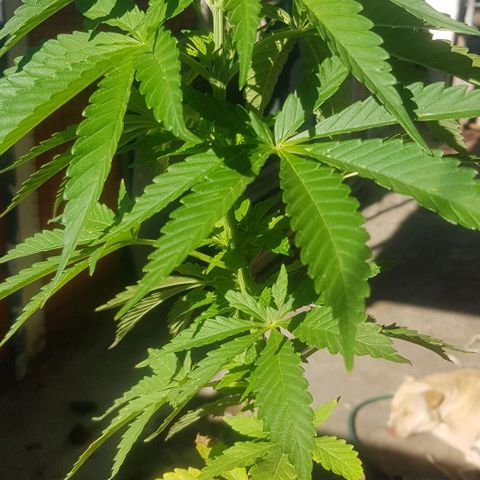 Unknown strain growlog timeline photo