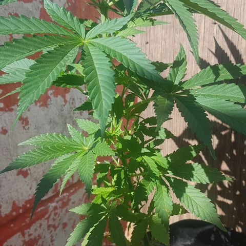 Unknown strain growlog timeline photo