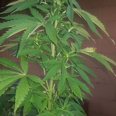 Unknown strain growlog timeline photo