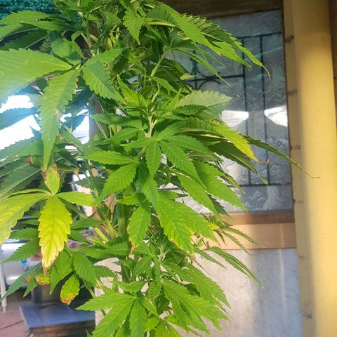 Unknown strain growlog timeline photo