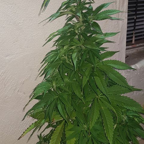 Unknown strain growlog timeline photo