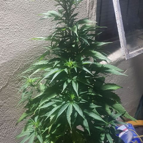 Unknown strain growlog timeline photo