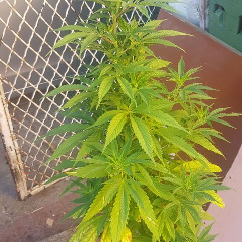 Unknown strain growlog timeline photo