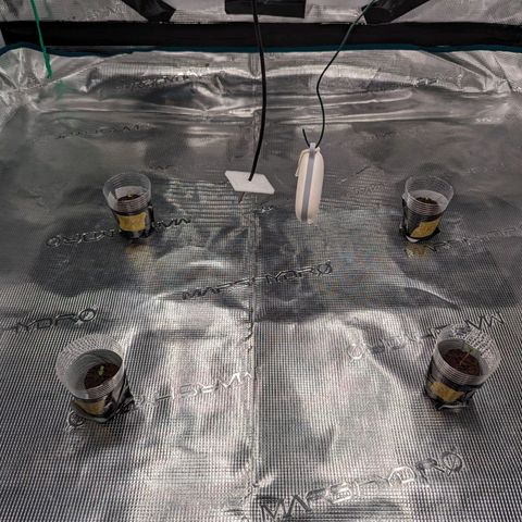 Painkiller XL growlog timeline photo