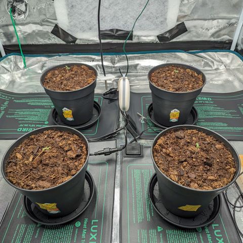 Painkiller XL growlog timeline photo