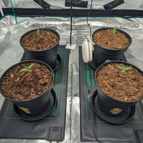 Painkiller XL growlog timeline photo