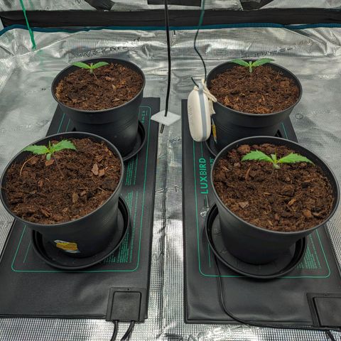 Painkiller XL growlog timeline photo