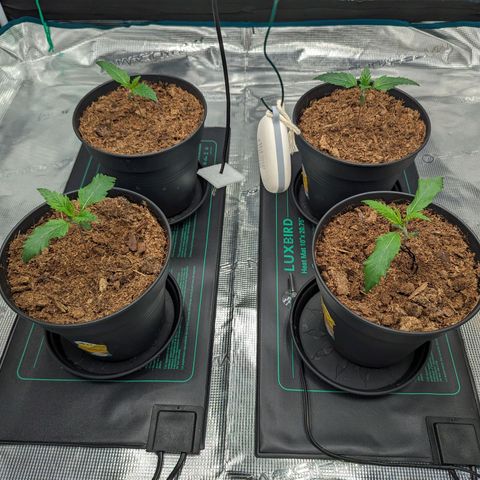 Painkiller XL growlog timeline photo