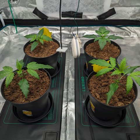 Painkiller XL growlog timeline photo