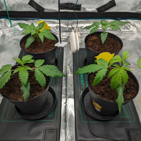 Painkiller XL growlog timeline photo