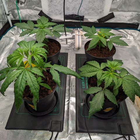 Painkiller XL growlog timeline photo
